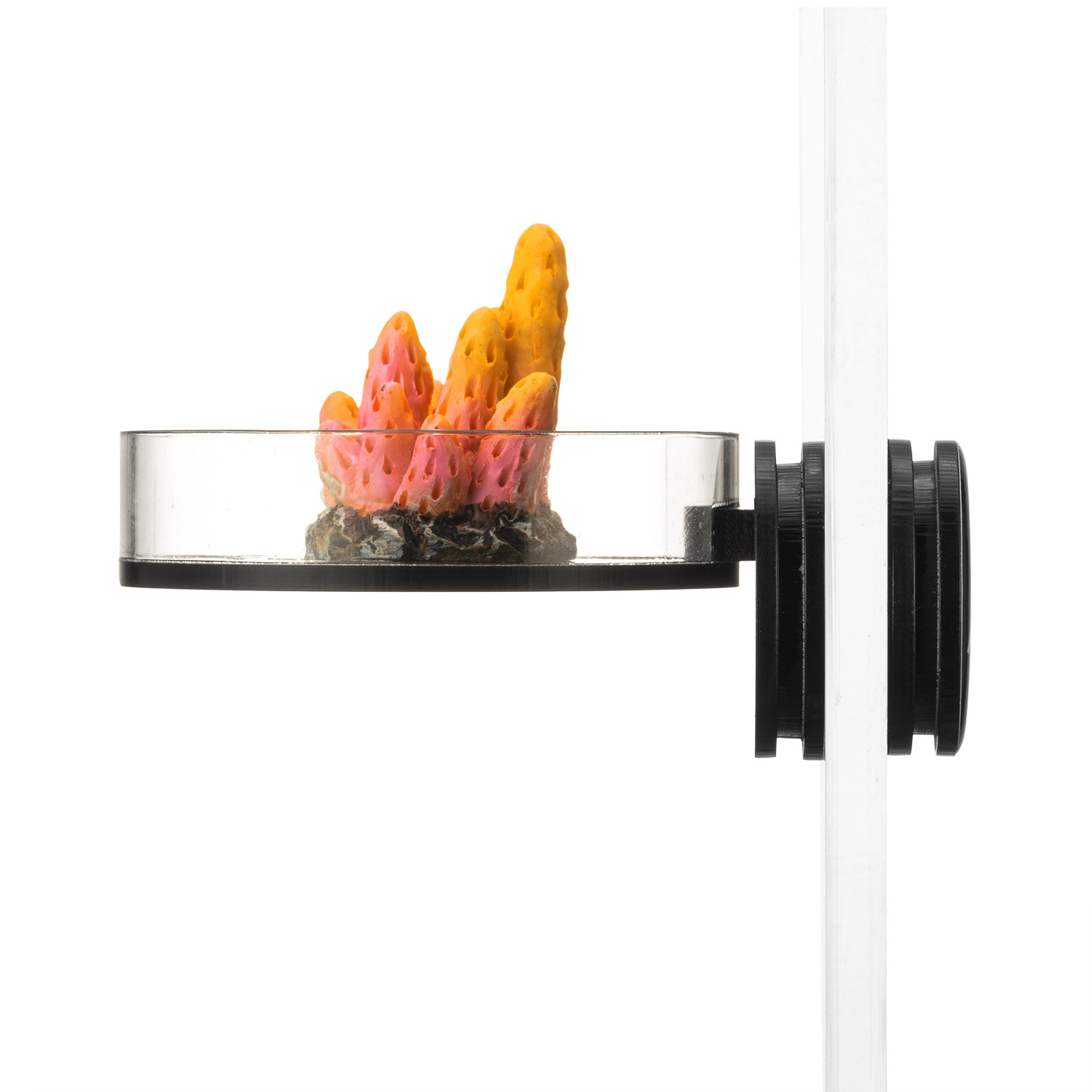 Marine Sources 70 mm schwarzes – Marine Aquarium & Regional Centre Reviews Bewertung und Preis
